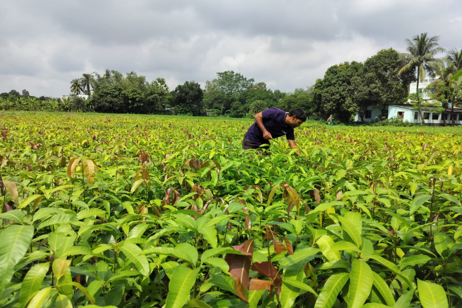 Indian startup Varaha raises $20M to expand low-cost carbon removal projects in Global South